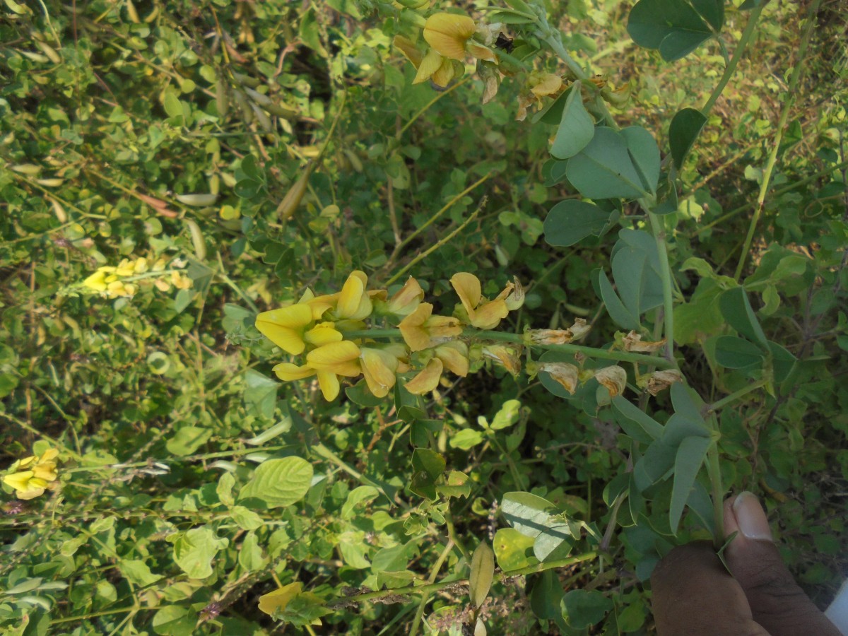 Crotalaria clavata Wight & Arn.